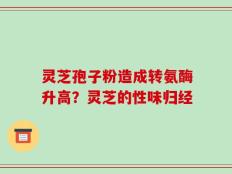 灵芝孢子粉造成转氨酶升高？灵芝的性味归经