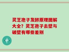 灵芝孢子发酵原理图解大全？灵芝孢子去壁与破壁有哪些差别