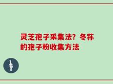 灵芝孢子采集法？冬荪的孢子粉收集方法