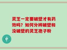 灵芝一定要破壁才有药效吗？如何分辨破壁和没破壁的灵芝孢子粉