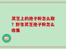 灵芝上的孢子粉怎么取？野生灵芝孢子粉怎么收集