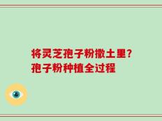将灵芝孢子粉撒土里？孢子粉种植全过程