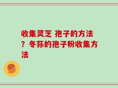 收集灵芝 孢子的方法？冬荪的孢子粉收集方法