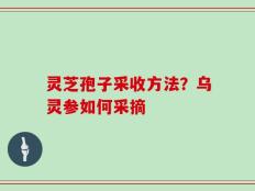 灵芝孢子采收方法？乌灵参如何采摘