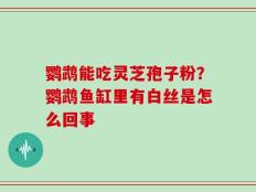 鹦鹉能吃灵芝孢子粉？鹦鹉鱼缸里有白丝是怎么回事