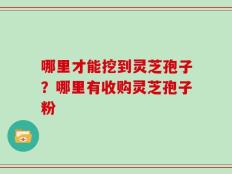 哪里才能挖到灵芝孢子？哪里有收购灵芝孢子粉