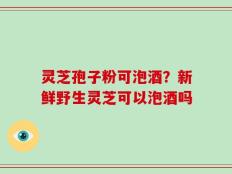 灵芝孢子粉可泡酒？新鲜野生灵芝可以泡酒吗