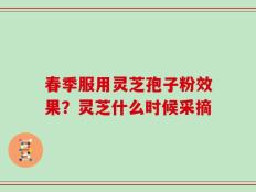 春季服用灵芝孢子粉效果？灵芝什么时候采摘