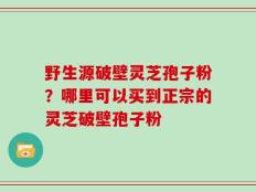 野生源破壁灵芝孢子粉？哪里可以买到正宗的灵芝破壁孢子粉