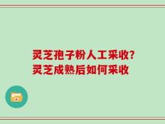 灵芝孢子粉人工采收？灵芝成熟后如何采收