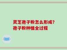 灵芝孢子粉怎么形成？孢子粉种植全过程