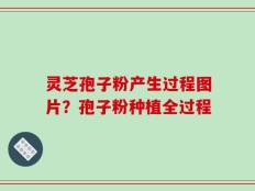 灵芝孢子粉产生过程图片？孢子粉种植全过程