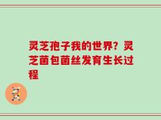 灵芝孢子我的世界？灵芝菌包菌丝发育生长过程