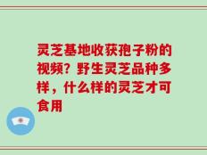 灵芝基地收获孢子粉的视频？野生灵芝品种多样，什么样的灵芝才可食用