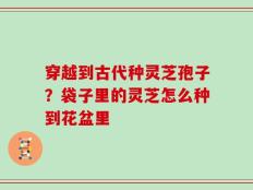 穿越到古代种灵芝孢子？袋子里的灵芝怎么种到花盆里