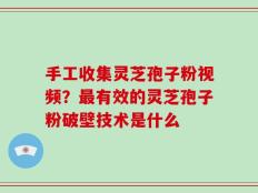 手工收集灵芝孢子粉视频？最有效的灵芝孢子粉破壁技术是什么