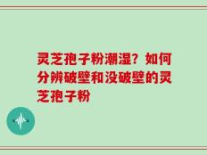 灵芝孢子粉潮湿？如何分辨破壁和没破壁的灵芝孢子粉