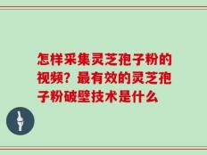 怎样采集灵芝孢子粉的视频？最有效的灵芝孢子粉破壁技术是什么