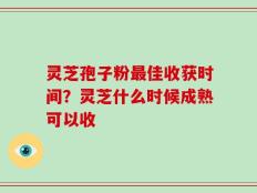 灵芝孢子粉最佳收获时间？灵芝什么时候成熟可以收