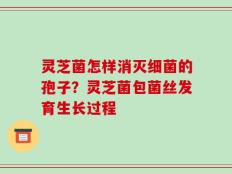 灵芝菌怎样消灭细菌的孢子？灵芝菌包菌丝发育生长过程