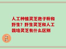 人工种植灵芝孢子粉和野生？野生灵芝和人工栽培灵芝有什么区别