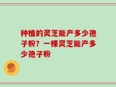 种植的灵芝能产多少孢子粉？一棵灵芝能产多少孢子粉