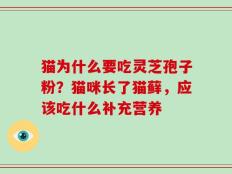 猫为什么要吃灵芝孢子粉？猫咪长了猫藓，应该吃什么补充营养