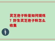 灵芝孢子粉是如何提炼？野生灵芝孢子粉怎么收集