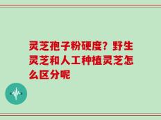 灵芝孢子粉硬度？野生灵芝和人工种植灵芝怎么区分呢