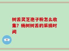 树舌灵芝孢子粉怎么收集？杨树树舌的采摘时间