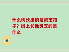 什么树长出的是灵芝孢子？树上长像灵芝的是什么