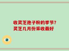 收灵芝孢子粉的季节？灵芝几月份采收最好