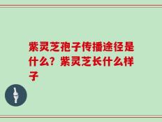 紫灵芝孢子传播途径是什么？紫灵芝长什么样子