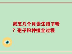 灵芝几个月会生孢子粉？孢子粉种植全过程