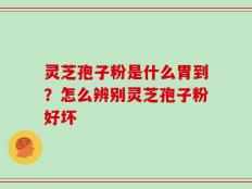 灵芝孢子粉是什么胃到？怎么辨别灵芝孢子粉好坏