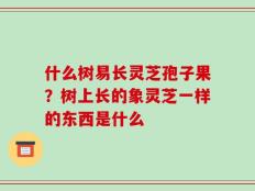 什么树易长灵芝孢子果？树上长的象灵芝一样的东西是什么