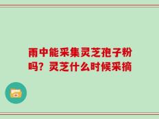 雨中能采集灵芝孢子粉吗？灵芝什么时候采摘