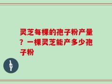 灵芝每棵的孢子粉产量？一棵灵芝能产多少孢子粉