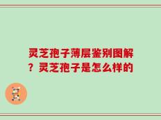 灵芝孢子薄层鉴别图解？灵芝孢子是怎么样的