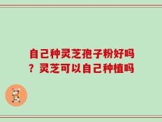 自己种灵芝孢子粉好吗？灵芝可以自己种植吗