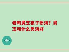 老鸭灵芝孢子粉汤？灵芝和什么煲汤好
