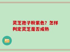 灵芝孢子粉紫色？怎样判定灵芝是否成熟