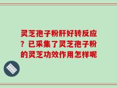 灵芝孢子粉肝好转反应？已采集了灵芝孢子粉的灵芝功效作用怎样呢