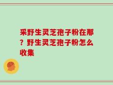 采野生灵芝孢子粉在那？野生灵芝孢子粉怎么收集