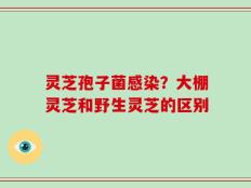 灵芝孢子菌感染？大棚灵芝和野生灵芝的区别