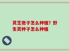 灵芝孢子怎么种植？野生灵种子怎么种植