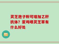 灵芝孢子粉可增加乙肝抗体？蛋鸡喂灵芝草有什么好处