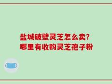 盐城破壁灵芝怎么卖？哪里有收购灵芝孢子粉