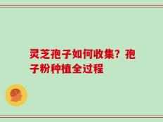 灵芝孢子如何收集？孢子粉种植全过程