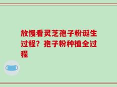 放慢看灵芝孢子粉诞生过程？孢子粉种植全过程